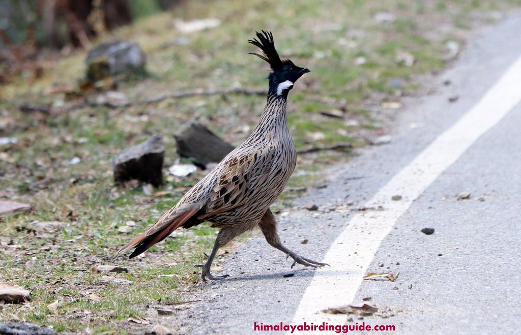 koklass pheasant 009 coklaas 1